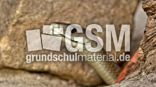 Schwarze Mamba_2.jpg